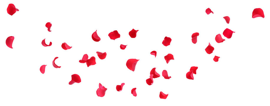 Red rose petals flying in air against transparent background