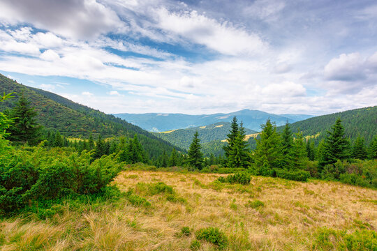 hillside of carpathian mountain range with coniferous forest and grassy meadow. beautiful summer landscape of ukraine alps under cloudy sky. wonderful nature background of highland for earth day