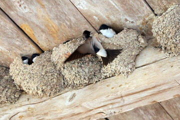 arrivée de maman hirondelle pour la becquée © helenedevun
