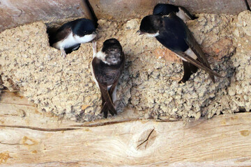 petite querelle chez les hirondelles © helenedevun
