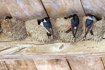 nids d hirondelles et vie de famille © helenedevun