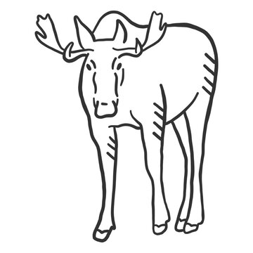 Moose elk muzzle hoof antler doodle