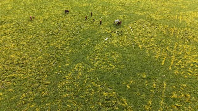 Scenic rural landscape with a herd of horses in a blooming spring pasture.