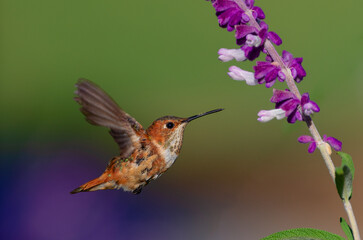 Naklejka premium Hummingbird approaching Mexican sage blooms in Southern California.