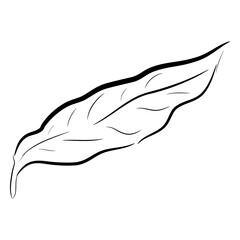 Obraz premium Side view coffee leaf