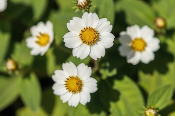 Fototapeta premium White daisy like flowers with yellow centers bloom in lush green garden. Tiny petals surround seed heads on sunny day. Natures simple beauty unfolds outdoors.
