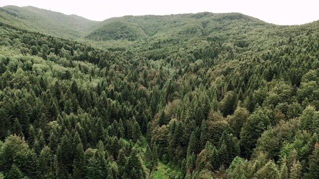 Dense green mountain forest in the Carpathians, cinematic drone video frame with rolling hills and untouched nature