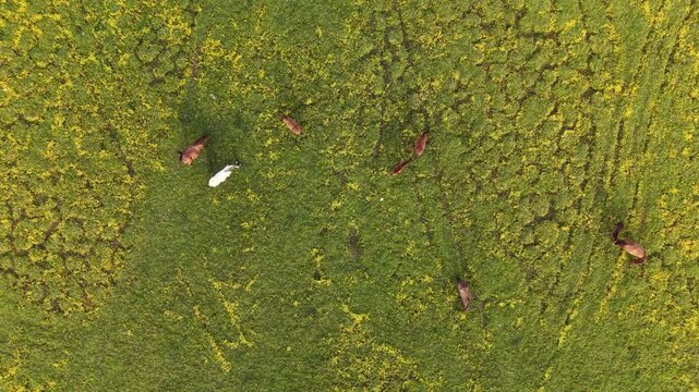 Top down aerial view of horses grazing in a vibrant yellow flower field