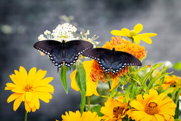 Macro of a pair of spicebush swallowtails (Papilio troilus) feeding on milkweed flowers (asclepias). Wings spread open. © Corry Anne