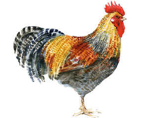 Watercolor illustration of a purebred crele Bielefelder rooster standing full body. © Елена Фаенкова