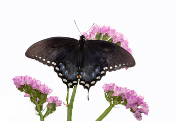 Macro of a spicebush / black butterfly (papilio troilus) feeding on garden flowers - top view with wings open © Corry Anne