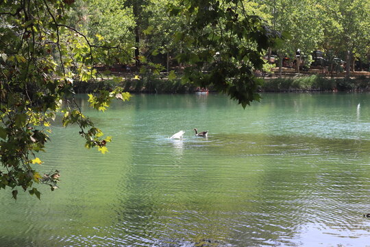 Geese Swimming in the Crystal Clear Waters of Anna Lagoon, Spain