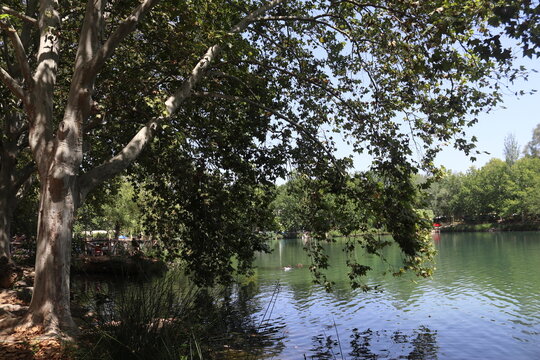 Large Plane Tree Overhanging the Serene Waters of Anna Lagoon, Spain