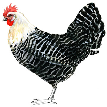 Watercolor illustration of a purebred silver Braekel chicken standing full body.