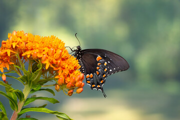 Macro of a spicebush swallowtail butterfly (Papilio troilus) feeding on  an orange milkweed (asclepias tuberosa) flower. Side view. © Corry Anne