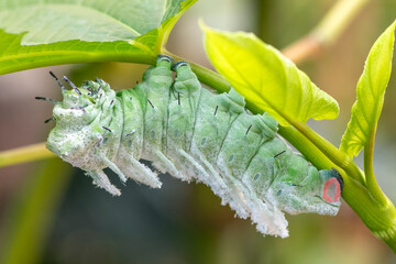 Macro of a giant atlas moth (attacus atlas)caterpillar. © Corry Anne