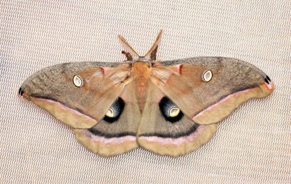 Macro of a polyphemus silk moth (Antheraea polyphemus) resting with wings open.