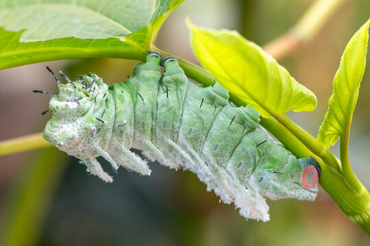Macro of a giant atlas moth (attacus atlas)caterpillar.