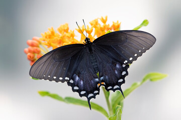 Macro of a spicebush swallowtail  (Papilio troilus) resting on orange milkweed (asclepias)  flowers. Top view with wings open. © Corry Anne
