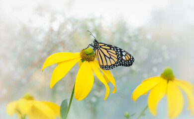 Macro of a monarch butterfly (danaus plexippus) resting on a yellow herbstsonne rudbeckia flower. © Corry Anne