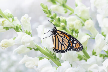 Macro of a monarch butterfly (danaus plexippus) resting on white snapdragon flowers.. Side view with wings closed. © Corry Anne