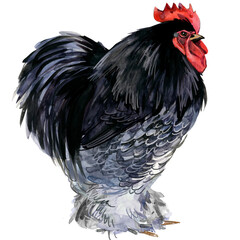 Watercolor illustration of a purebred Blue Cochin rooster standing full body. © Елена Фаенкова