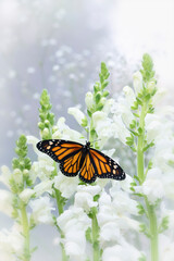 Macro of a monarch butterfly (danaus plexippus) resting on white snapdragon flowers.. Wings open. © Corry Anne