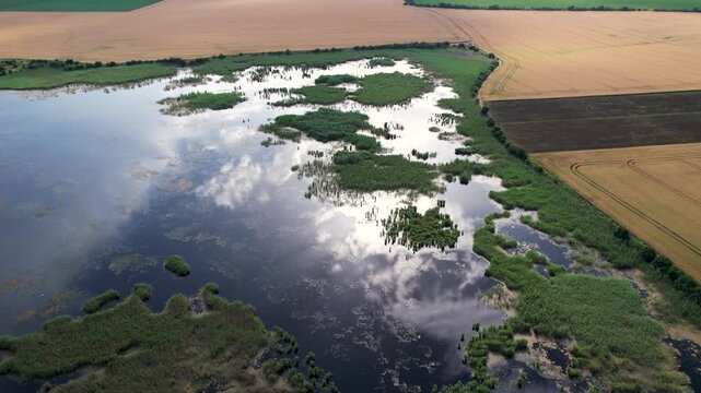 Aerial view of Durankulak Lake with green reeds and cloud reflections, bordered by golden wheat fields in Durankulak, Dobrich Province, Bulgaria.
