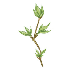 Fototapeta premium Stem and leaves illustration detailed