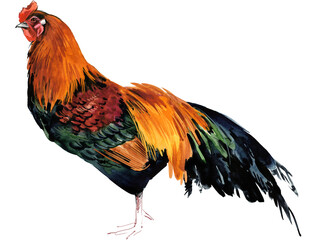 Watercolor illustration of a purebred black-breasted red Cubalaya rooster standing full body. © Елена Фаенкова