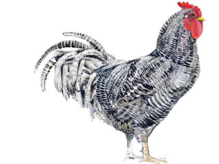 Watercolor illustration of a purebred Dominique rooster standing full body. © Елена Фаенкова