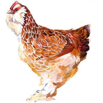 faverolles rooster, faverolles chicken, salmon faverolles, french poultry breed, bearded rooster, muff feathers, feathered legs, five toes, watercolor chicken, poultry illustration, heritage breed, fa