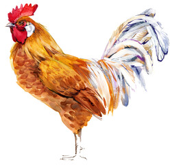 Watercolor illustration of a purebred buff Friesian rooster standing full body. © Елена Фаенкова