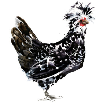 Watercolor illustration of a purebred silver mottled Houdan Polish hen standing full body.