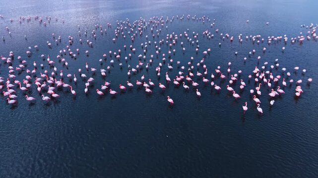 Aerial View Of Flamingos Gathered In Lagoon. Drone view of flamingo flock standing in dark lagoon water, ripples and reflections visible.