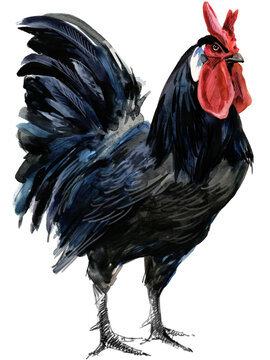 Watercolor illustration of a purebred black La Fleche rooster standing full body.