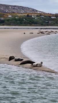 Seals resting in Gweebarra bay by Portnoo - County Donegal, Ireland