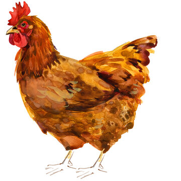 Watercolor illustration of a purebred Lohmann Brown hen standing full body.