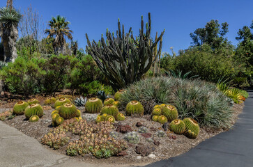 Sunlit desert garden at the Huntington Library in Los Angeles with cacti, succulents, dry textures and clear blue sky © sjv156