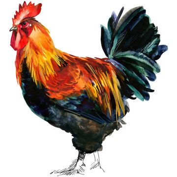 Watercolor illustration of a purebred black copper Marans rooster standing full body.