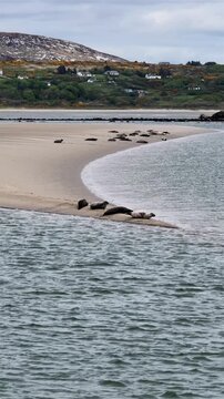 Seals resting in Gweebarra bay by Portnoo - County Donegal, Ireland