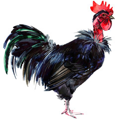 Watercolor illustration of a purebred black Naked Neck rooster standing full body. © Елена Фаенкова