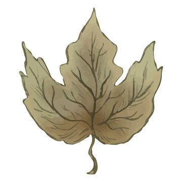 Isolated mandragora leaf