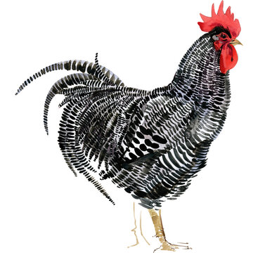 Watercolor illustration of a purebred buff Orpington hen standing full body.