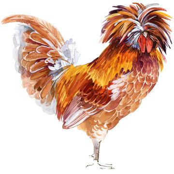 Watercolor illustration of a purebred chamois laced Polish chicken rooster standing full body.