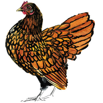 Watercolor illustration of a purebred golden Sebright bantam rooster standing full body.