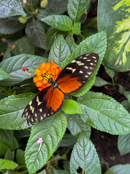 Tiger longwing butterfly on orange lantana flower