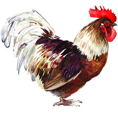 Watercolor illustration of a purebred brown and white Jaerhon rooster standing full body. © Елена Фаенкова