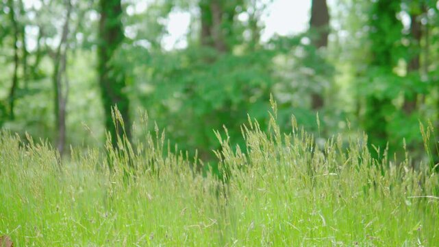 風に揺れる草