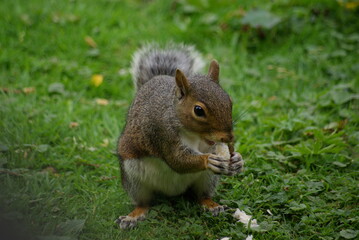 Fototapeta premium Squirrel Croutched Over Eating a NUt In Tall Foliage